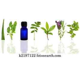 Herbs for Healing Herbs for Healing