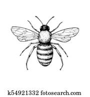 Honey bee vintage vector drawing. Hand drawn isolated insect ske Honey bee vintage vector drawing. Hand drawn isolated insect ske