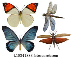 insects insects