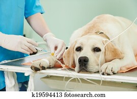 ladrador, cão, sob, vacinação, em, clínica