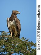 Martial Eagle - Polemaetus bellicosus