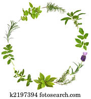 Medicinal and Culinary Herb Leaves Medicinal and Culinary Herb Leaves