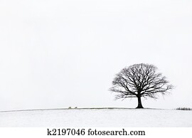 Oak Tree in Winter  