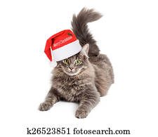 Pretty Cat Wearing Merry Christmas Hat