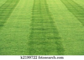 Striped grass Striped grass