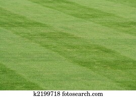 Striped grass Striped grass