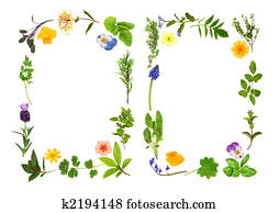 עשב, ו, פרוח, דפדף, גבולות