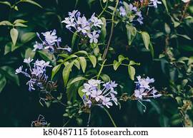 Plumbago Colección de imágenes | 414 Plumbago Fotos | Fotosearch