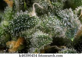 cannabis, broto, macro, (green, fenda, marijuana, strain), com, visível, cabelos, e, trichomes