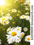 daisy daisy
