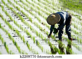 farmer working in the farm farmer working in the farm