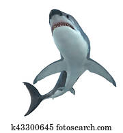 Great White Shark Cruising Great White Shark Cruising