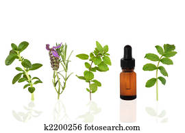 Healing Herbs Healing Herbs