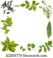 Herb Leaf Abstract Border Herb Leaf Abstract Border