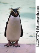 king penguin