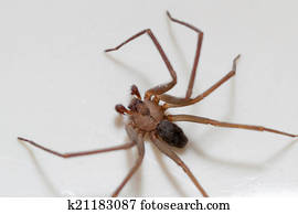 marrom, recluse, aranha