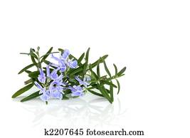 Rosemary Herb in Flower Rosemary Herb in Flower