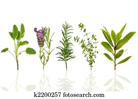 עשב, דפדף, מבחר