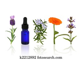Aromatherapy Herbs and Flowers