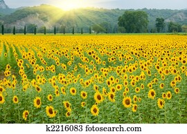 girassol, agricultura