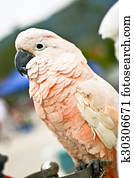 Moluccan Cockatoo (parrot)