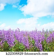 nature nature