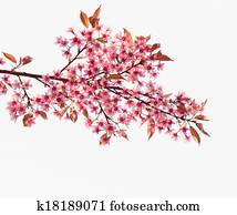 Pink cherry blossom sakura