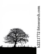 Sycamore Tree Silhouette Sycamore Tree Silhouette