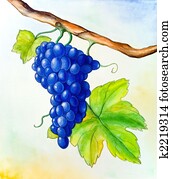 Wine grape Wine grape