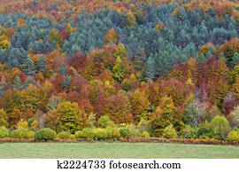 Autumn colors in the forest