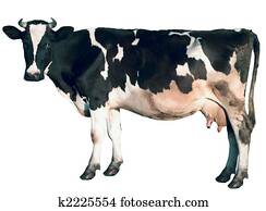 Cow is isolated Cow is isolated