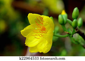 Mickey Mouse Plant Mickey Mouse Plant