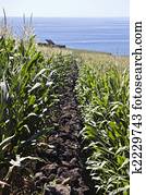 parede pedra, em, campo milho