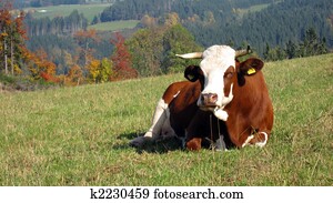 cow cow