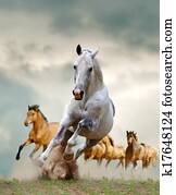 horses horses