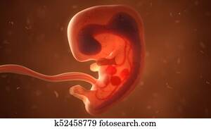 human, feto, com, órgãos internos, 3d, ilustração