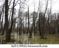 marsh marsh