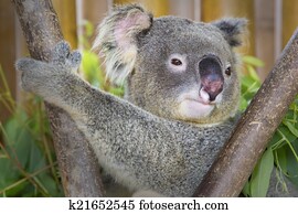 urso koala, em, a, jardim zoológico