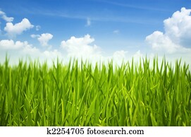 Green grass and sky