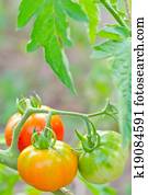 tomato tomato