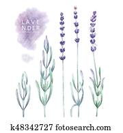 Watercolor lavender collection Watercolor lavender collection