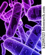 bacteria bacteria