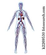 cardiovascular system cardiovascular system
