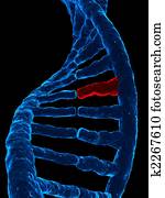 dna modell dna modell