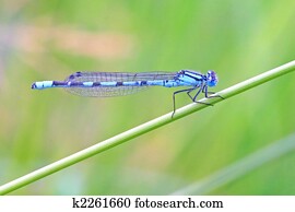Dragonfly Dragonfly