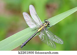 Dragonfly Dragonfly