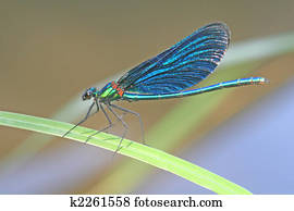 Dragonfly Dragonfly