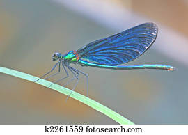 Dragonfly Dragonfly