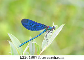 Dragonfly Dragonfly