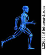 executando, homem, anatomia